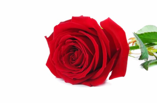 red rose isolated on white