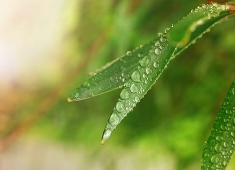 beautiful leaves closeup with water drops