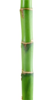 bamboo tree on the white background