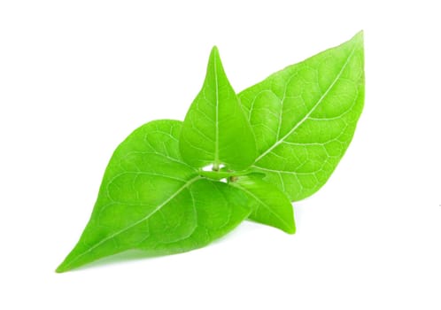 green leaf isolated on white
