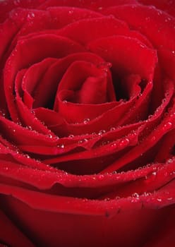 red rose closeup with water drops