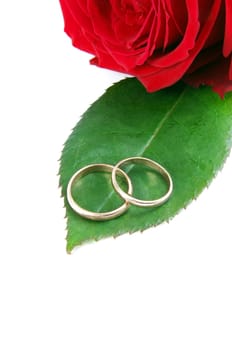 wedding rings with rose.copy space