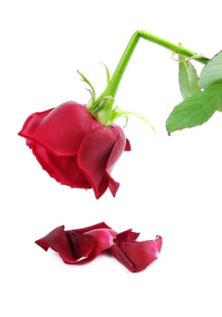red broken rose isolated on white