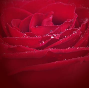 red rose closeup with water drops.shallow dof