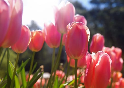 pink tulips closeup in sunshine