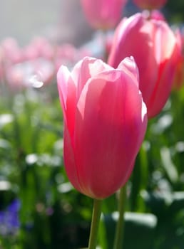 pink tulips closeup in sunshine