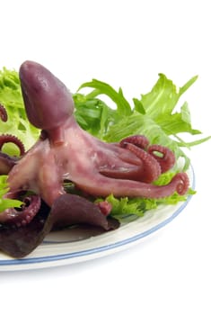 baby octopus with green salad