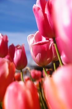 pink tulips closeup in sunshine.shallow DOF