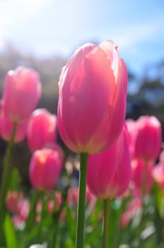 pink tulips closeup in sunshine
