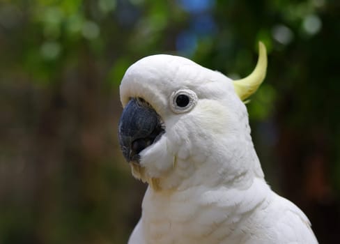 australian cockatoo closeup portrait outdoors