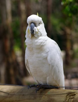 australian cockatoo closeup portrait outdoors