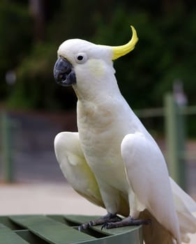 australian cockatoo closeup portrait outdoors