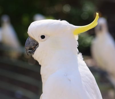 australian cockatoo closeup portrait outdoors