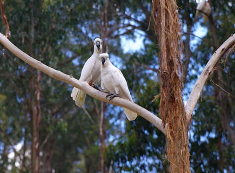 couple of australian cockatoos closeup