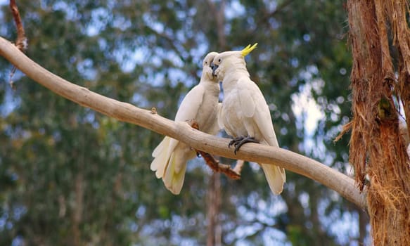 couple of australian cockatoos closeup