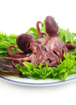 baby octopus with green salad