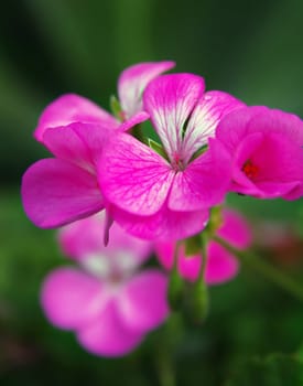 beautiful pink flower, shallow DOF