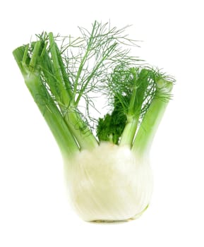 big healthy fennel isolated over white
