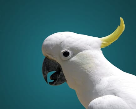 australian cockatoo closeup portrait