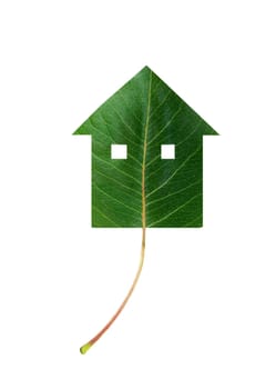 leaf in house shape. green life concept