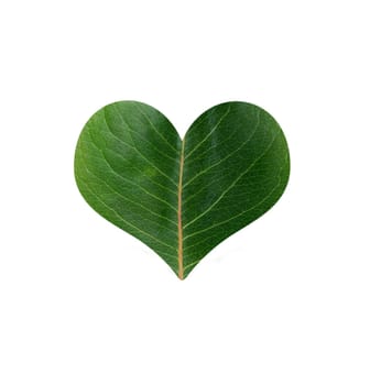 green leaf in shape of heart