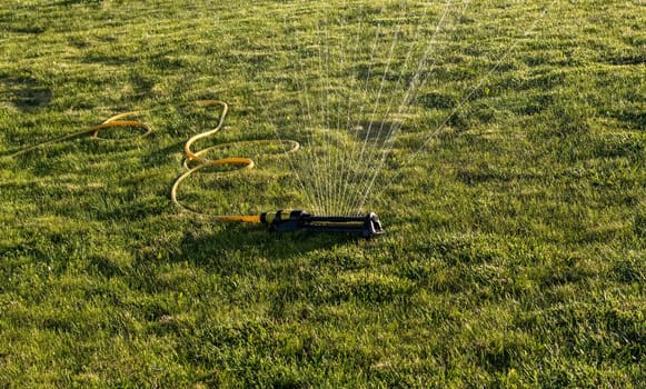 Portable, water efficient an oscillating sprinkler with metal arm sprays out a fan of water to the grass area in public streets. Watering lawn in city by an adjustable oscillating sprinkler in summer