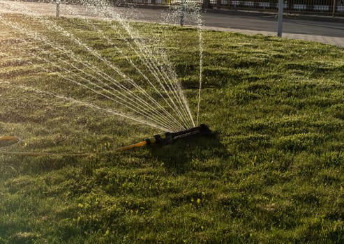 Portable, water efficient an oscillating sprinkler with metal arm sprays out a fan of water to the grass area in public streets. Watering lawn in city by an adjustable oscillating sprinkler in summer