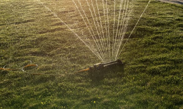 Portable, water efficient an oscillating sprinkler with metal arm sprays out a fan of water to the grass area in public streets. Watering lawn in city by an adjustable oscillating sprinkler in summer
