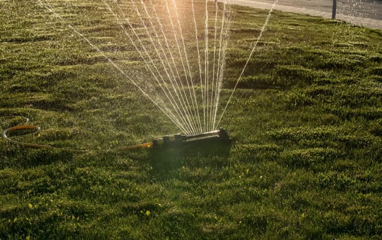 Portable, water efficient an oscillating sprinkler with metal arm sprays out a fan of water to the grass area in public streets. Watering lawn in city by an adjustable oscillating sprinkler in summer