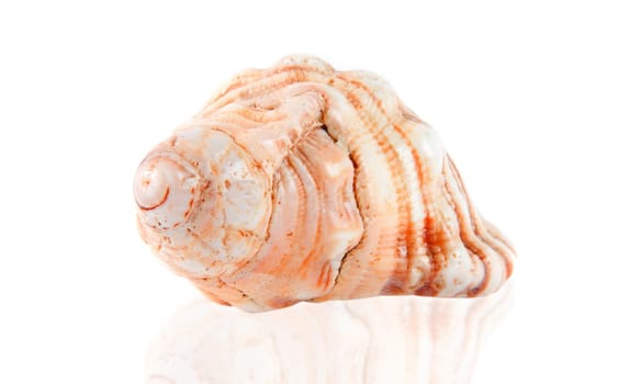big shell isolated over white