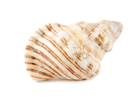 big shell isolated over white
