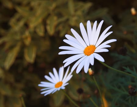 camomile flowers closeup in nature