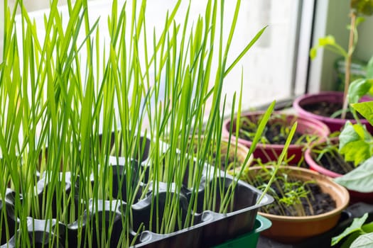 Growing oats sprouts on a window for feeding cats and other seedlings
