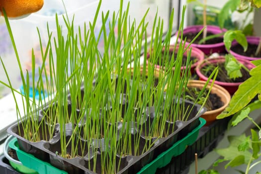 Growing oats on the window for feeding cats