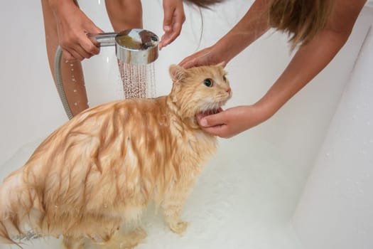 Two children bathe a lush domestic cat in the bathroom