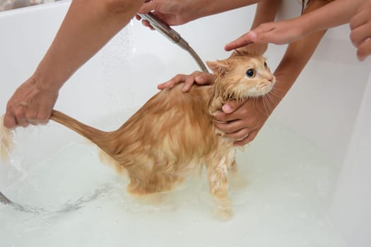 Children help mom bathe a domestic cat in the bathroom