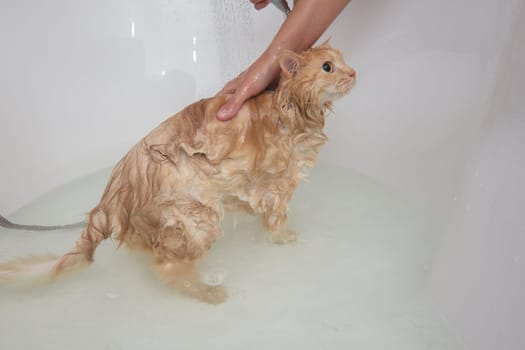Girl's hands bathe a domestic cat in the bathroom
