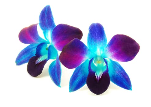 beautiful purple orchid flowers on white