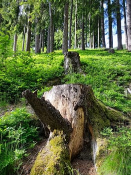 Forest, beautiful woodland with plants and trees