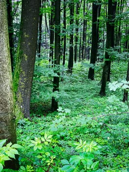 Forest, beautiful woodland with plants and trees