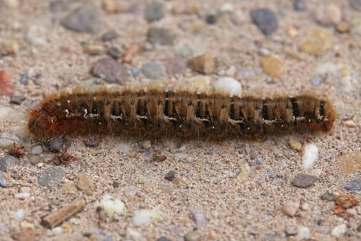 The caterpillars of the oak moth Lasiocampa quercus are about 8 cm long,are densely hairy and have stinging hairs containing nettle poison.