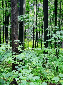 Forest, beautiful woodland with plants and trees