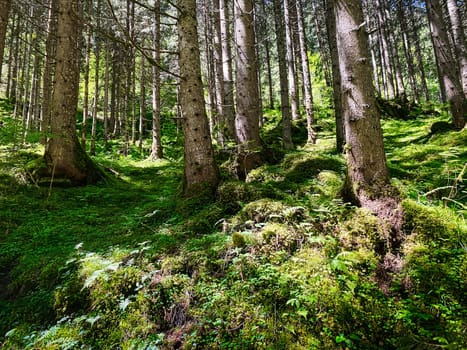 Forest, beautiful woodland with plants and trees