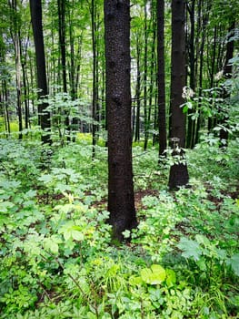 Forest, beautiful woodland with plants and trees