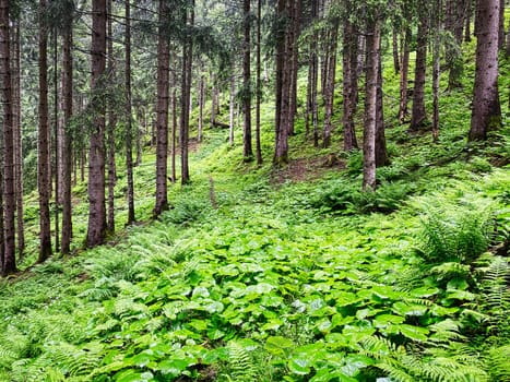 Forest, beautiful woodland with plants and trees