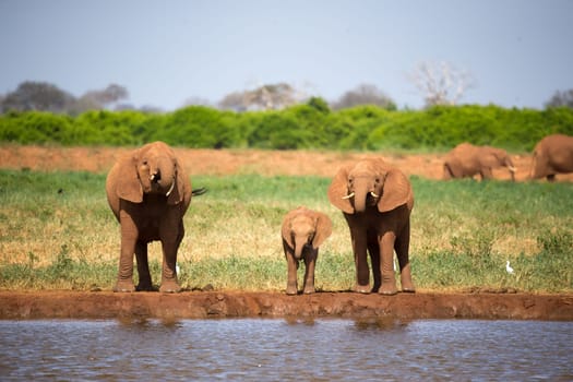The family of red elephants at a water hole in the middle of the savannah