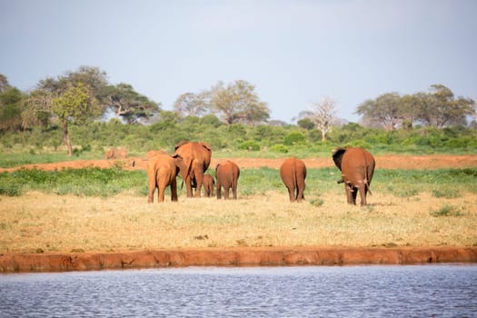 The large family of red elephants on their way through the Kenyan savanna..