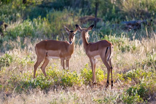 Some impalas stand together in the grass landscape