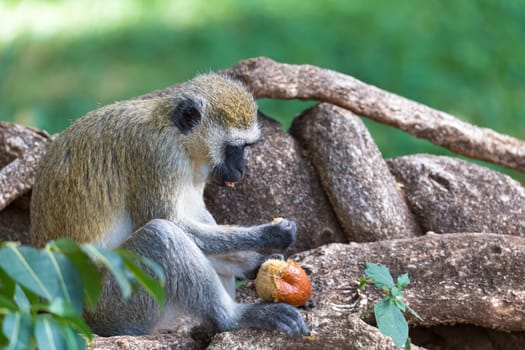 A monkey is doing a fruit meal in the grass