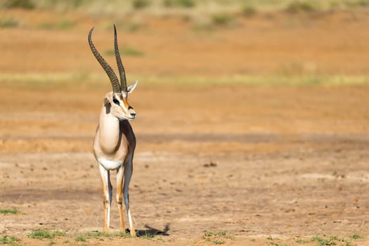 One Grant Gazelle stands in the middle of the grassy landscape of Kenya